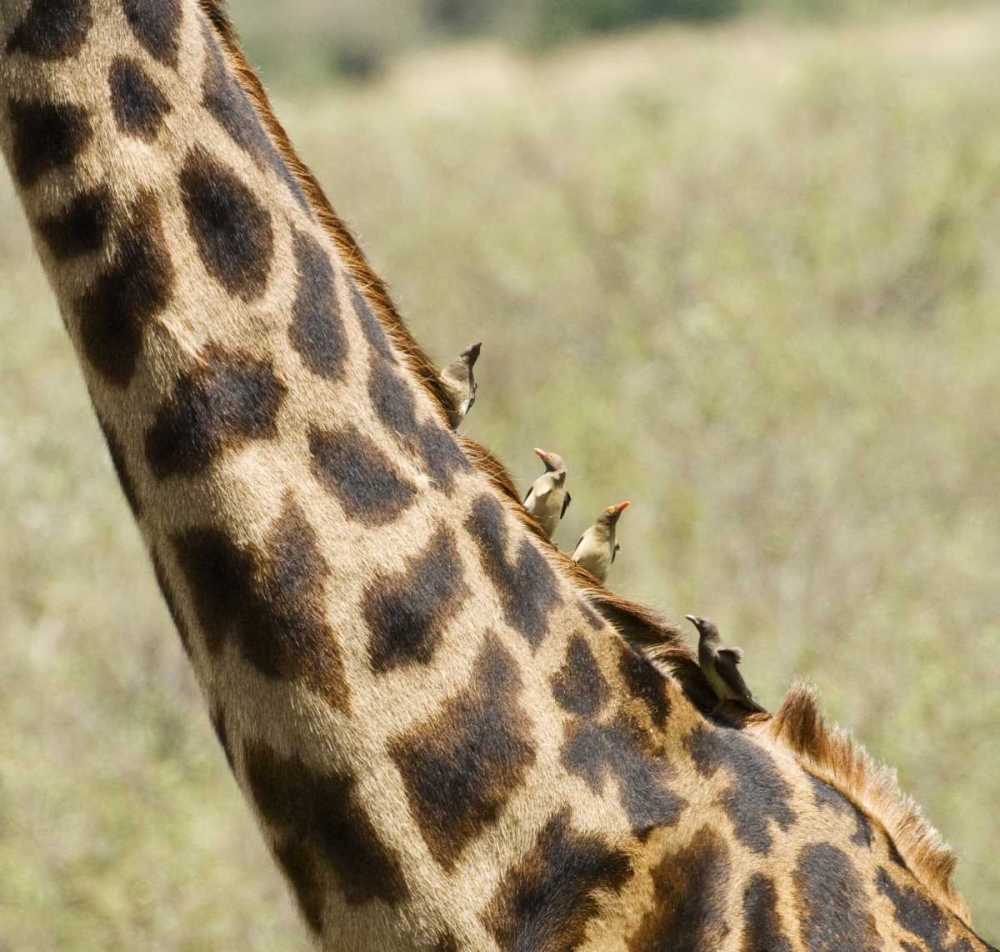Kenya, Masai Mara Giraffe with oxpecker birds